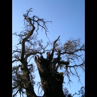 Arbre mort - Silhouette (2)